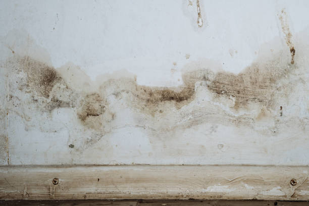 Best Forensic Mold Investigation  in Mineral Wells, TX